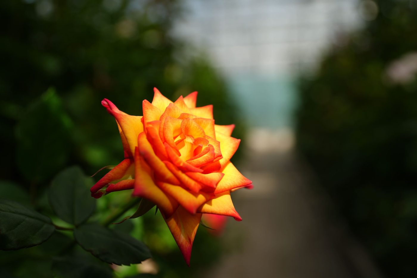 Orange cut rose in the greenhouse aisle