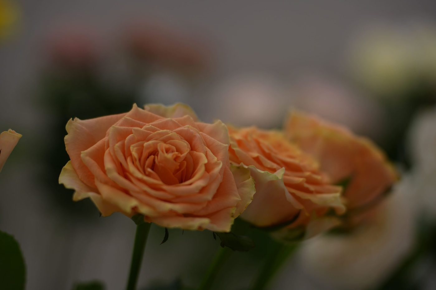Peach cut roses