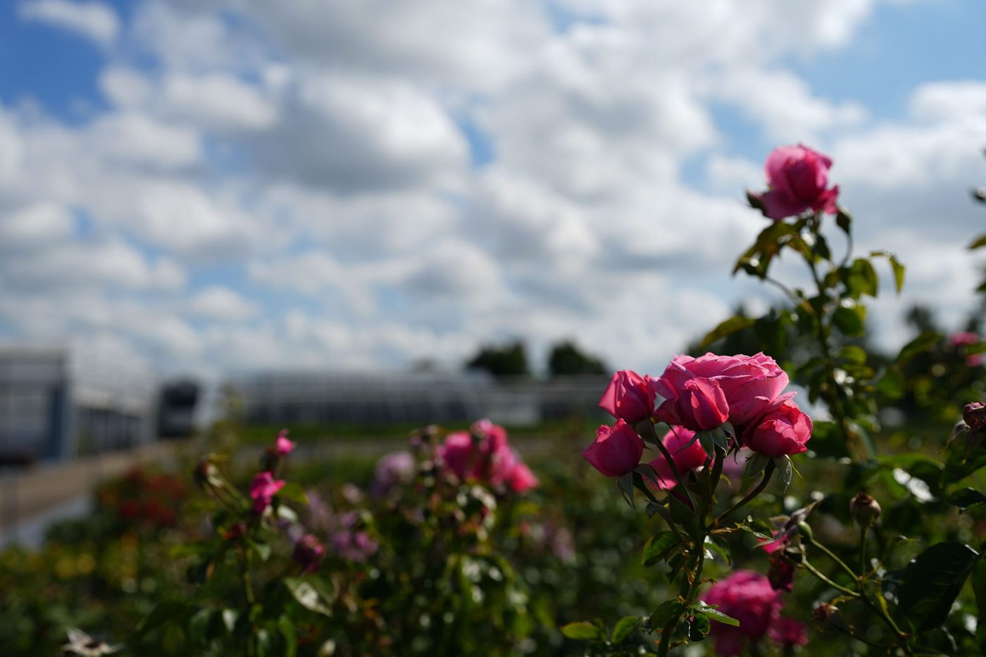 Pink garden roses under an open sky