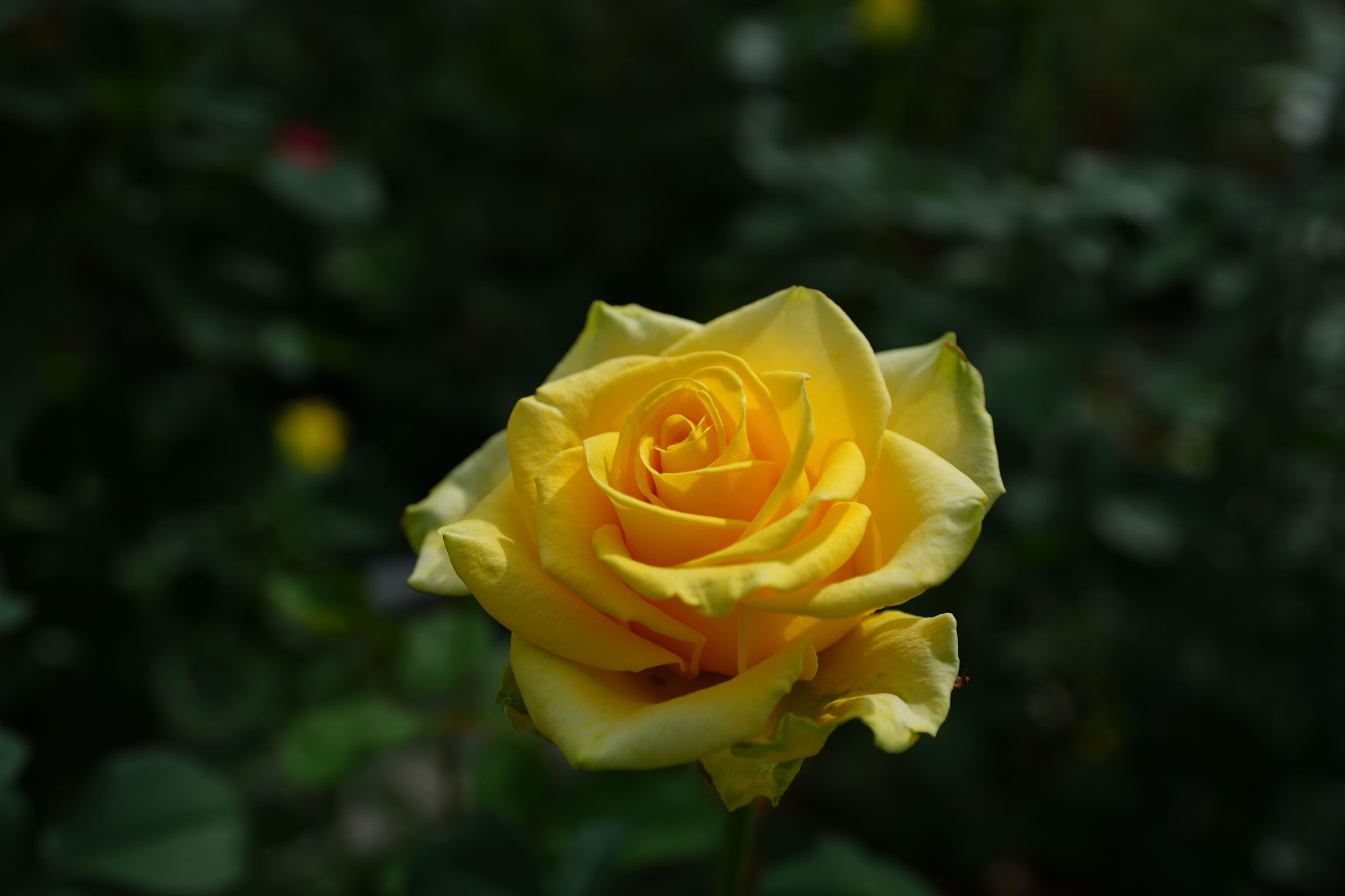 A ripening rose in the breeding greenhouse