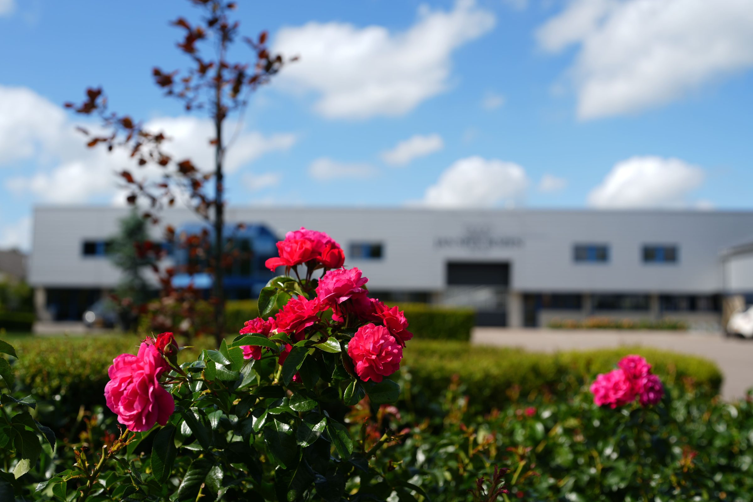 The Fairy Roses
