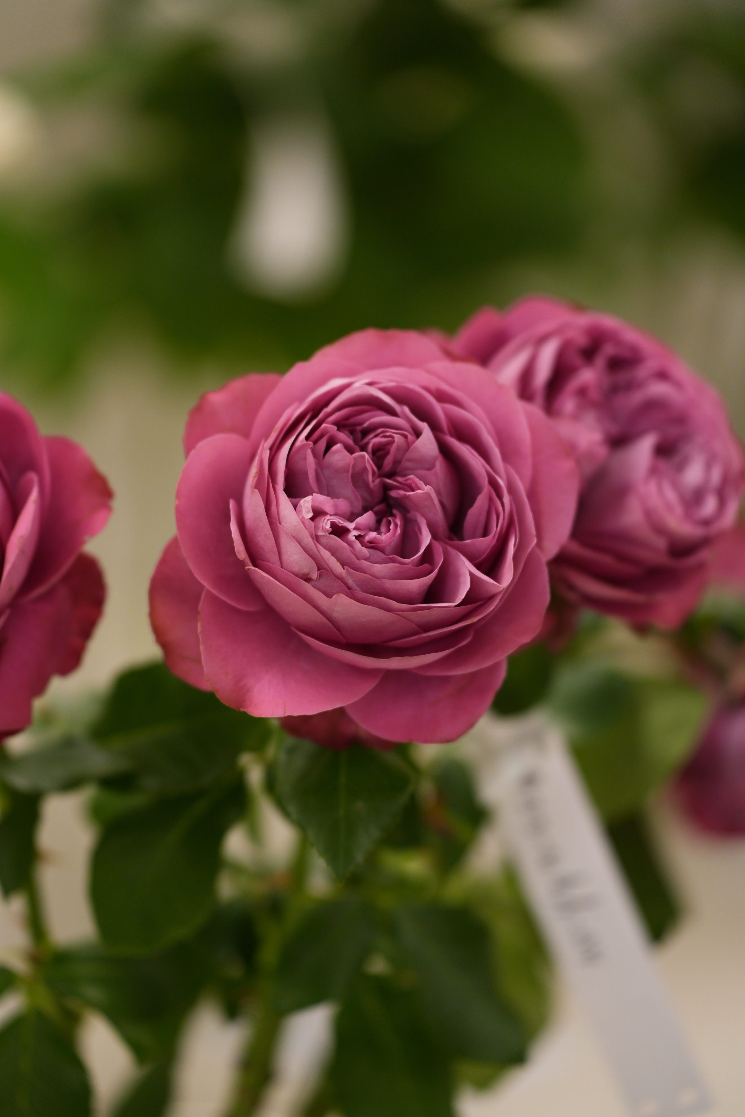 Garden Special