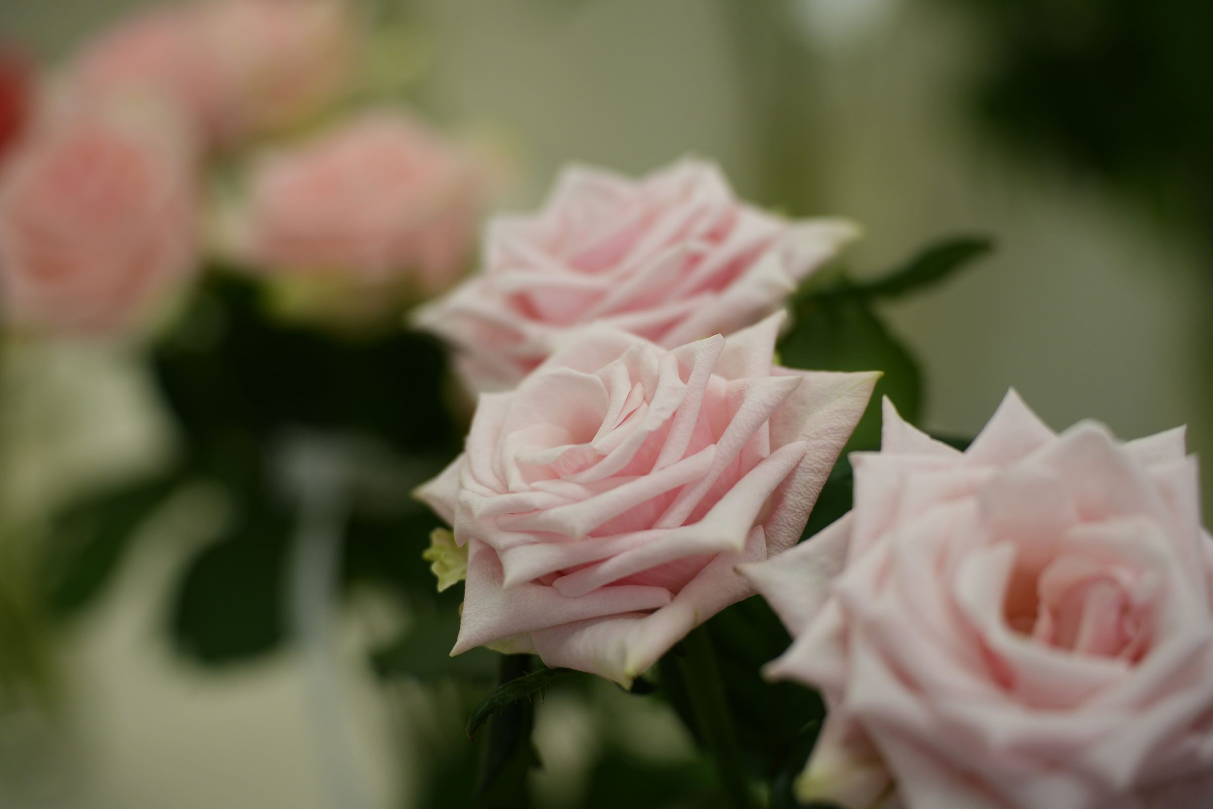 Rose article