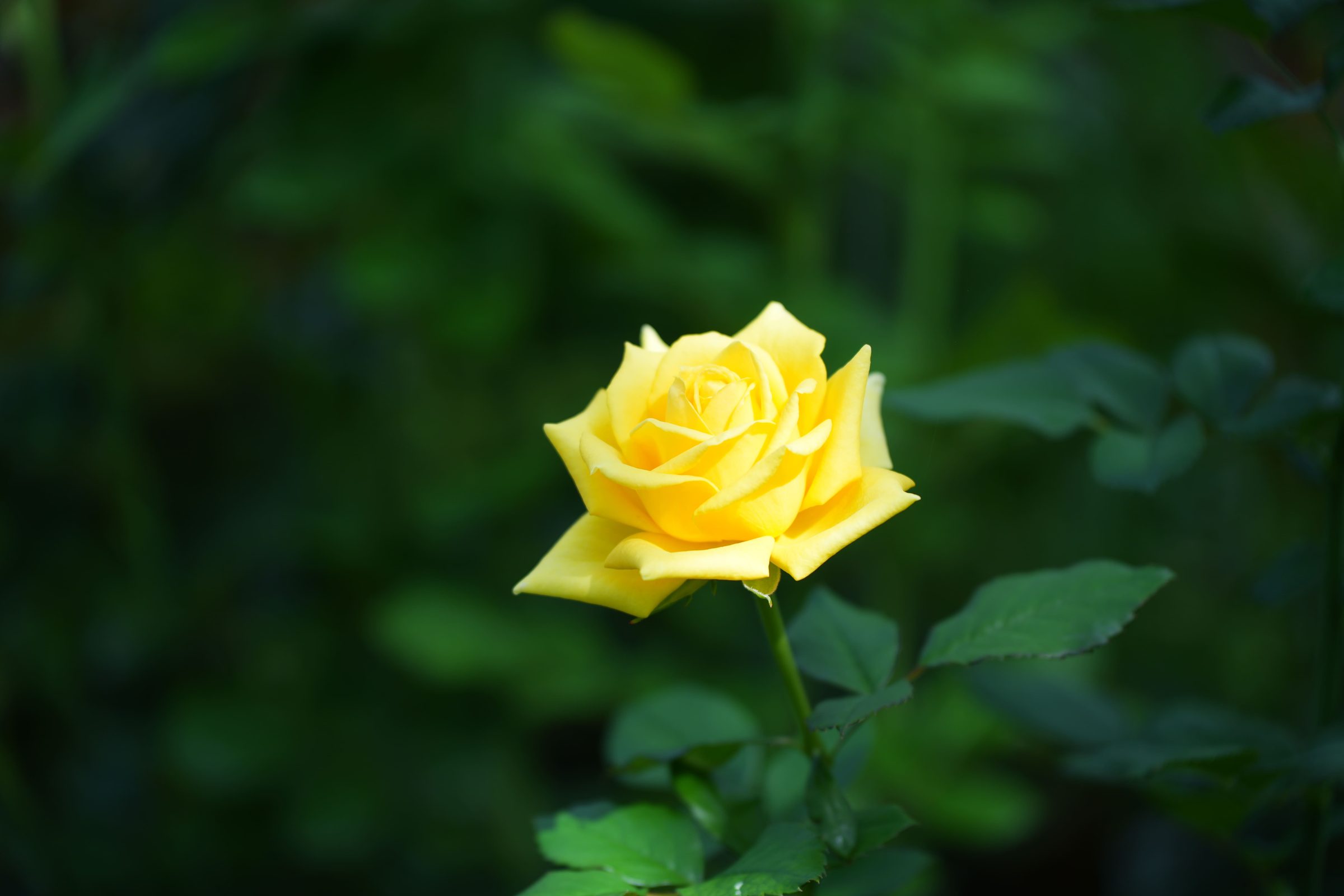 Rose article
