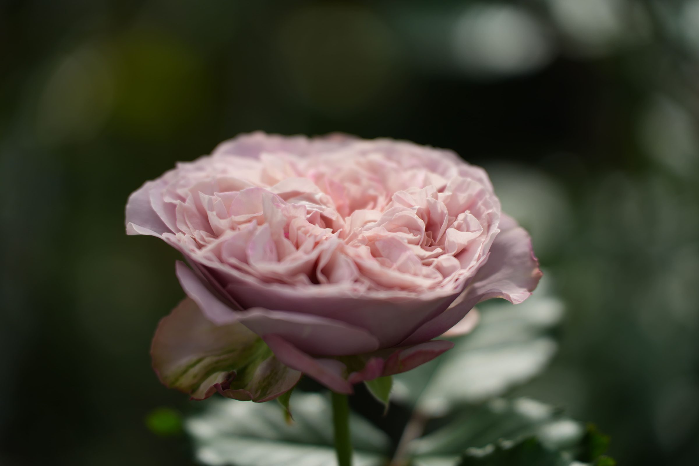 Rose article