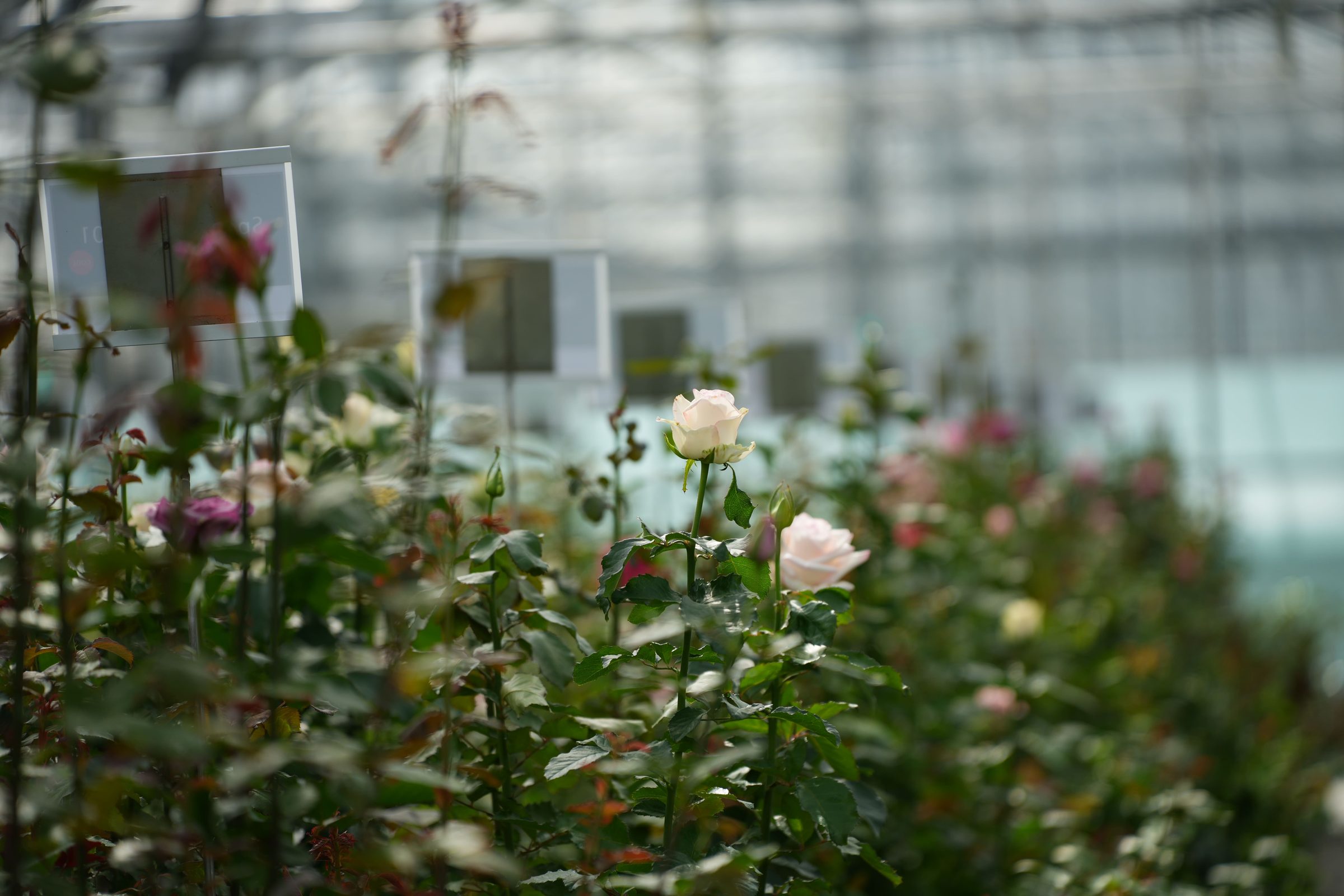 Flower Village