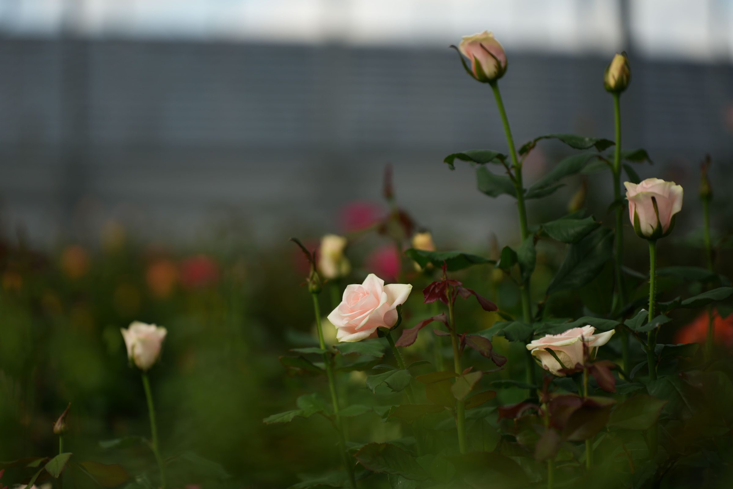 Persica Roses